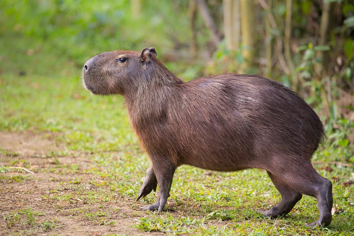 Capibara: características, hábitat, alimentación, comportamiento