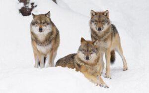 Las mejores frases sobre lobos