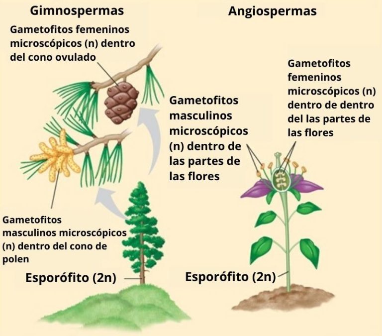Gimnospermas: qué son, características, clasificación, ejemplos