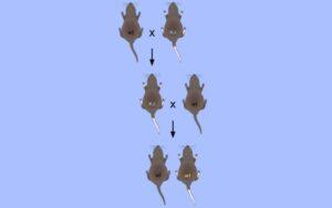 Herencia no mendeliana