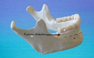 Hueso alveolar
