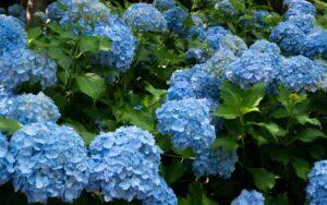 Indicadores naturales de pH