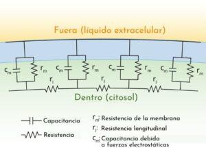 Líquido extracelular