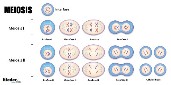 Cuales Son Las Fases De La Meiosis Odica