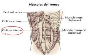 Músculo oblicuo interno