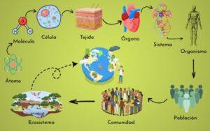 Niveles de organización de la materia