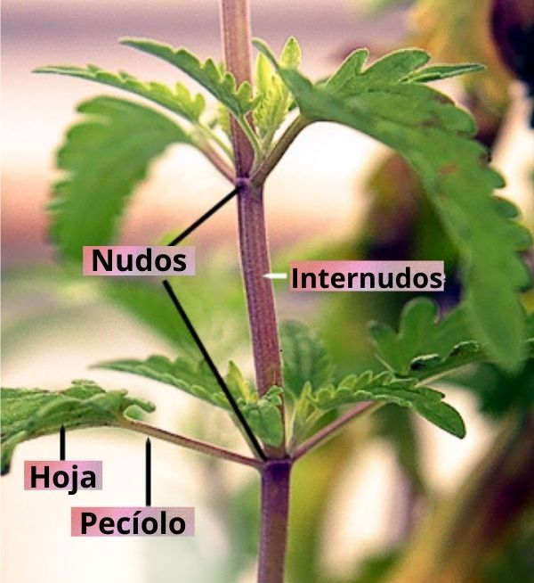 Tallo: concepto, características, formología, funciones, tipos Tallo: concepto, características, formología, funciones, tipos