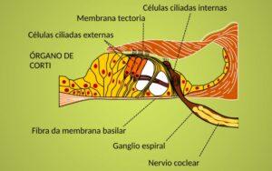 Órgano de Corti