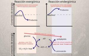 Reacción exergónica