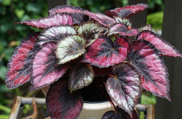 Begonia rex: características, hábitat, variedades, reproducción, cuidados