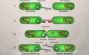 Reproducción asexual y sexual de las bacterias