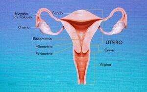 Útero
