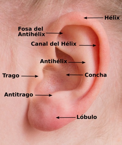 Sentido del oído: para qué sirve, partes, cómo funciona Sentido del oído: para qué sirve, partes, cómo funciona