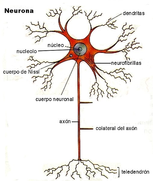 Sinapsis neuronal: estructura, tipos y cómo funciona