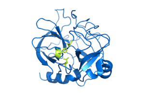 Quimotripsina: características, estructura, funciones, mecanismo de acción