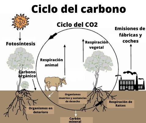 Esquema del ciclo del carbono