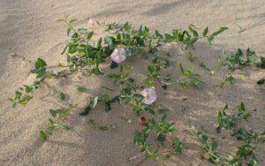 Convolvulus arvensis