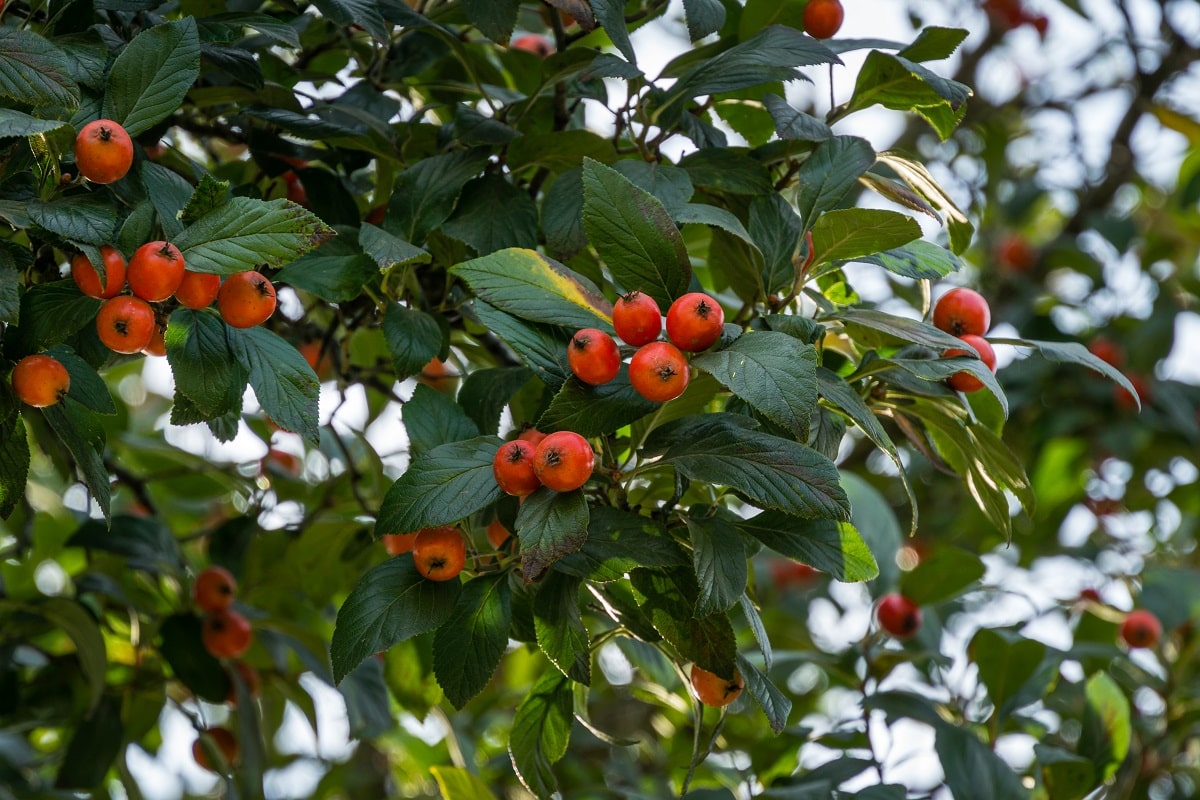 La raíz de tejocote (Crataegus mexicana) es un producto proveniente del árb...