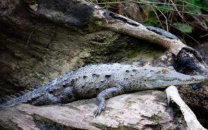 Crocodylus acutus