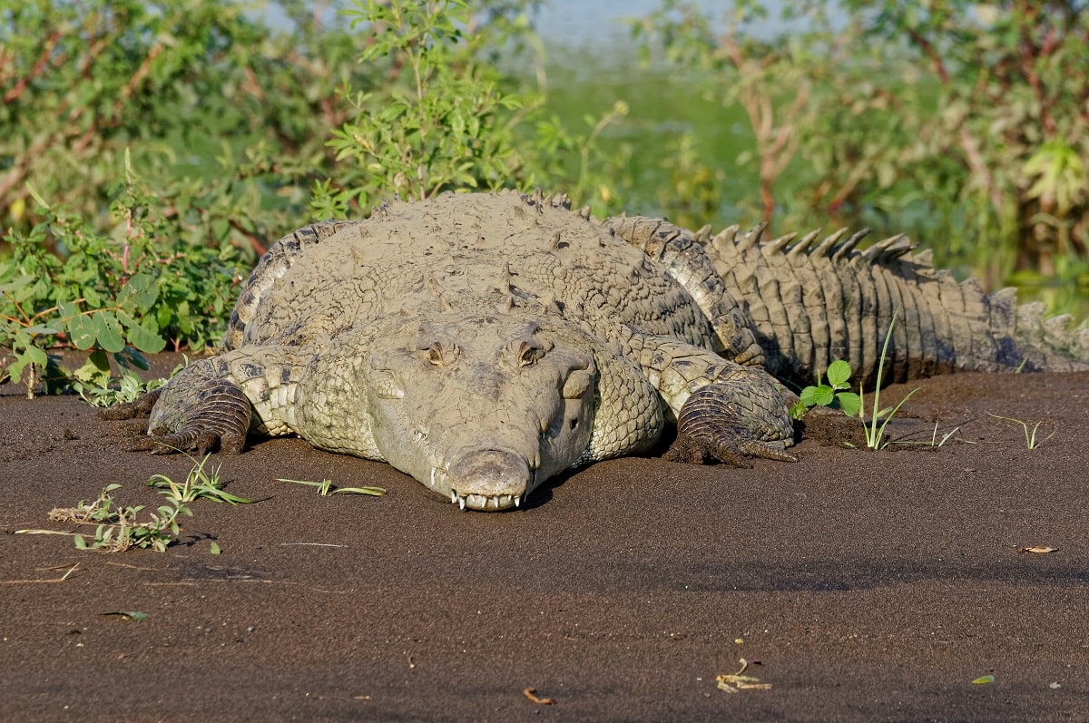 Crocodylus acutus: características, hábitat, reproducción, comportamiento