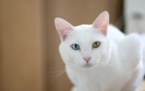 Las razas de gato más caras del mundo