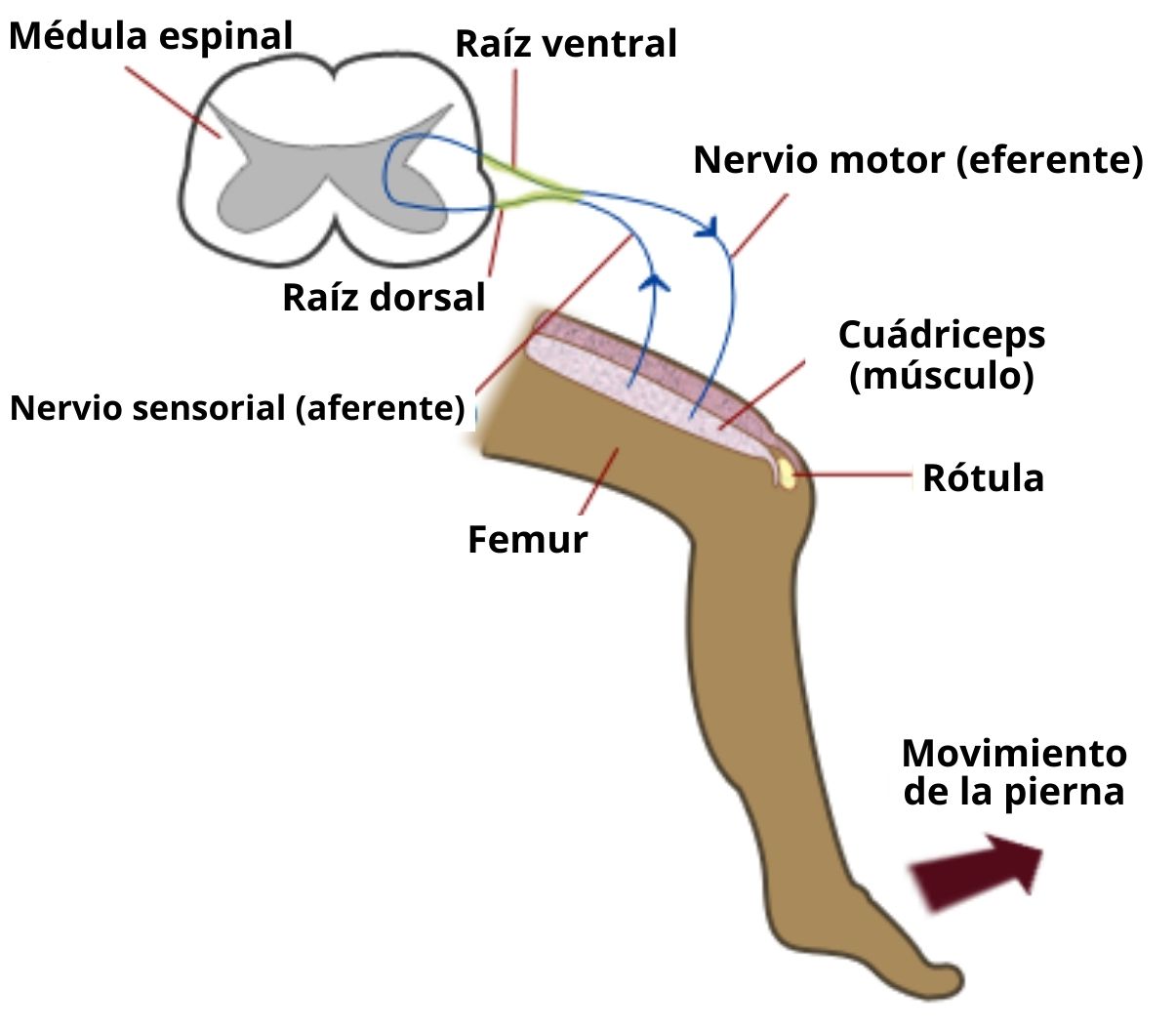 A jobb vállízület deformáló artrózisa 3 fok. sántítás arthritis a boka, a lábfej