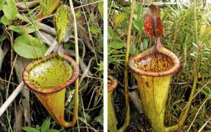 Nepenthes attenboroughii
