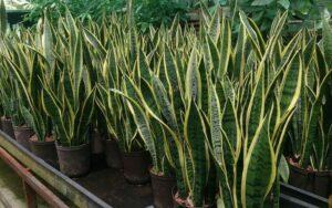 Sansevieria