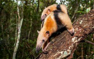 Tamandua mexicana