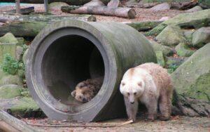 Animales híbridos raros y reales