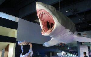 Los animales más grandes de la historia de la Tierra