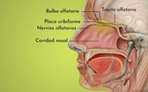 Bulbo olfatorio