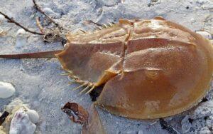 Cangrejo herradura
