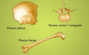 Clasificación de los huesos