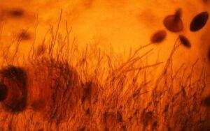 Contaminantes biológicos