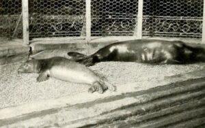 Foca monje del Caribe