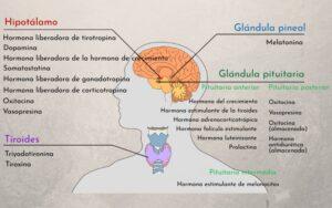 Hormonas del hipotálamo