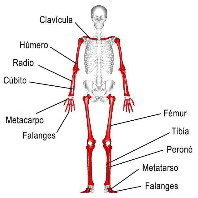 Clasificación de los huesos según forma, tamaño, estructura, función