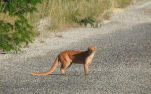 Jaguarundi
