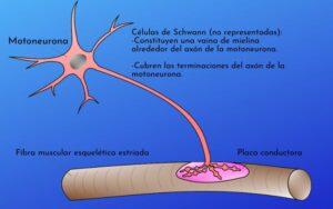 Neuronas motoras