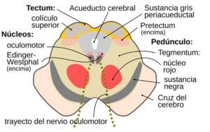 Pedúnculos cerebrales