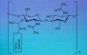 Peptidoglicanos