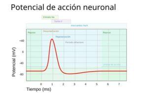 Potencial de acción