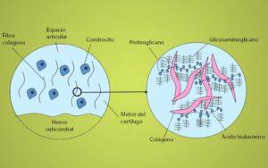 Proteoglicanos