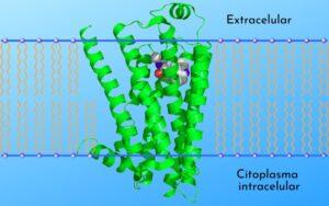 Receptores adrenérgicos