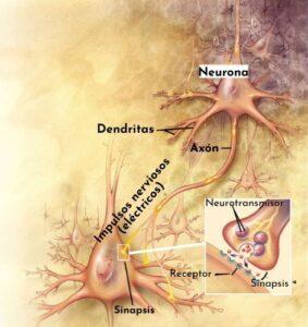 Sinapsis neuronal