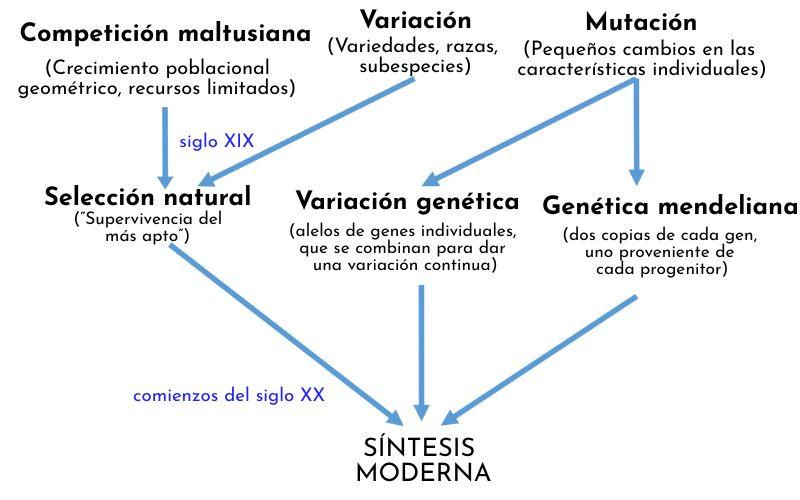 Teoría sintética de la evolución: qué es, historia, postulados, evidencias