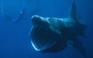 Tiburón peregrino