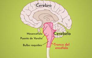 Tronco del encéfalo