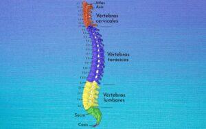 Vértebras torácicas